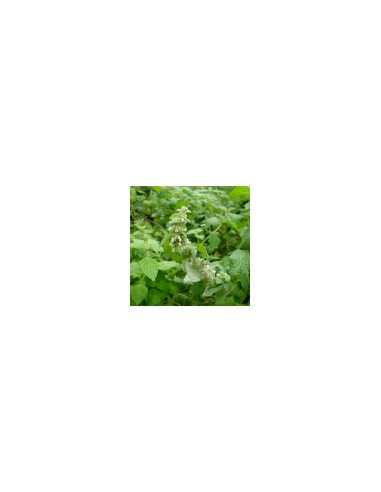 Forest mint 60 g