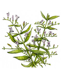 Lawrence - extract 50 ml 2