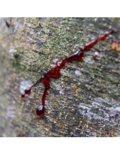 Dračí krev 25 ml 2