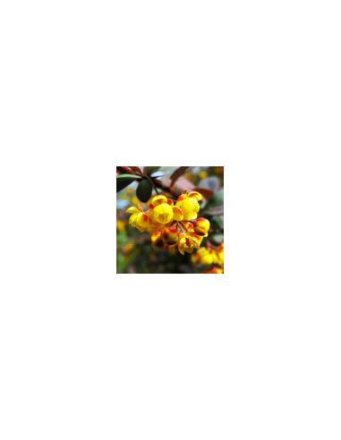 Purifying shrub - Agracejo 80 g