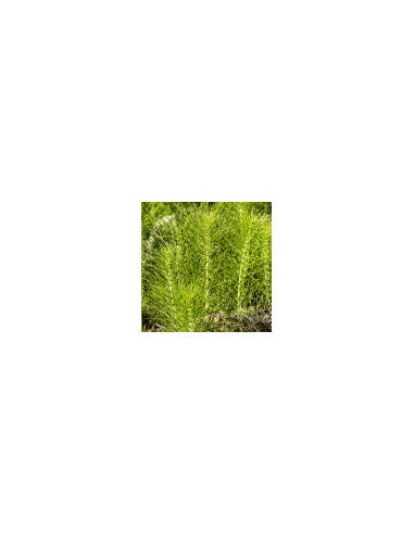 Giant horsetail - Cola de Caballo 100 g